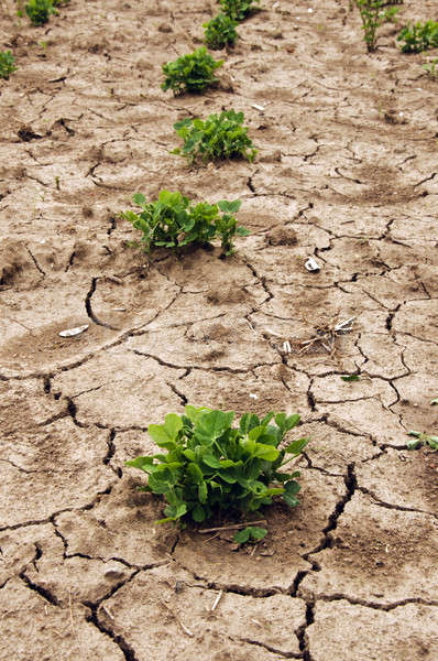 乾旱 植物 質地 抽象 夏天 沙 商業照片 © badmanproduction