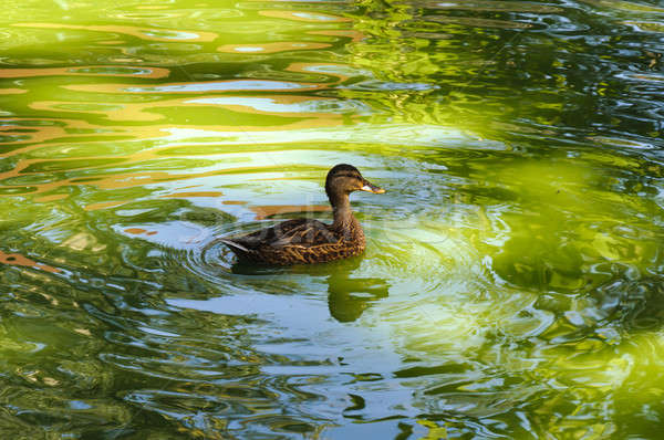 Swimming duck Stock photo © badmanproduction