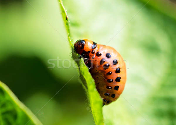 Foto stock: Batata · bicho · folha · macro · natureza · campo