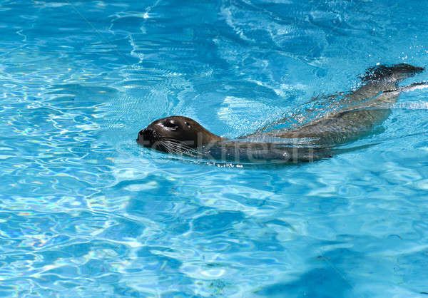 Seal swimming Stock photo © badmanproduction
