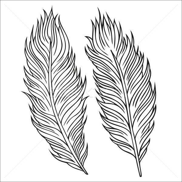 ヴィンテージ 羽毛 ベクトル セット 実例 抽象的な ストックフォト © balabolka