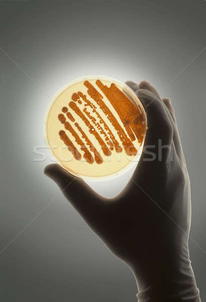 Yemek bakteriler kullanılmış büyüme biyolojik araştırma Stok fotoğraf © Balefire9