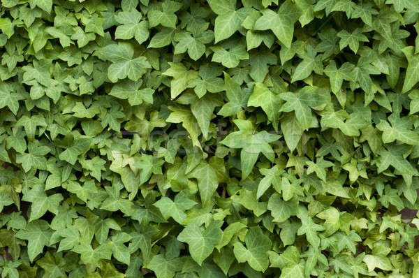 Ivy on a Wall Stock photo © Balefire9