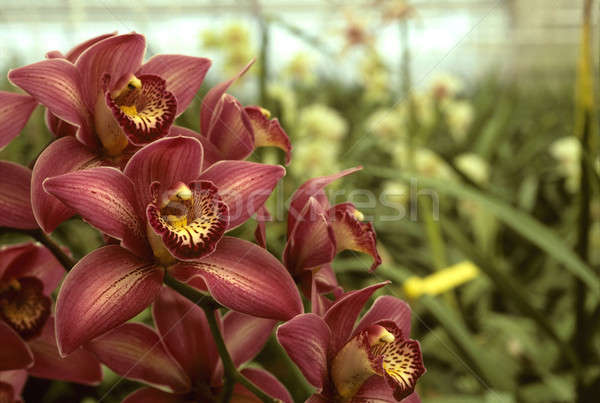 Dark pink orchids in a greenhouse Stock photo © Balefire9
