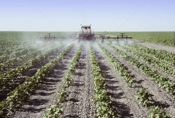 Spraying young cotton plants in a field Stock photo © Balefire9
