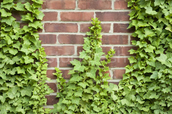 Ivy growing up a brick wall Stock photo © Balefire9