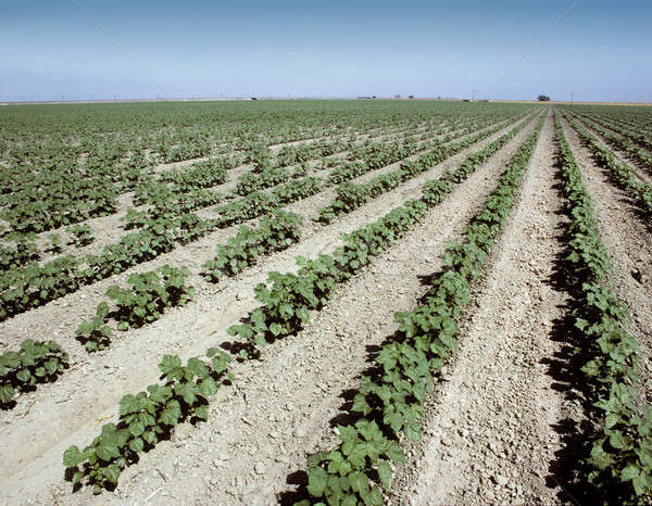 Foto d'archivio: Giovani · cotone · impianti · crescita · campo