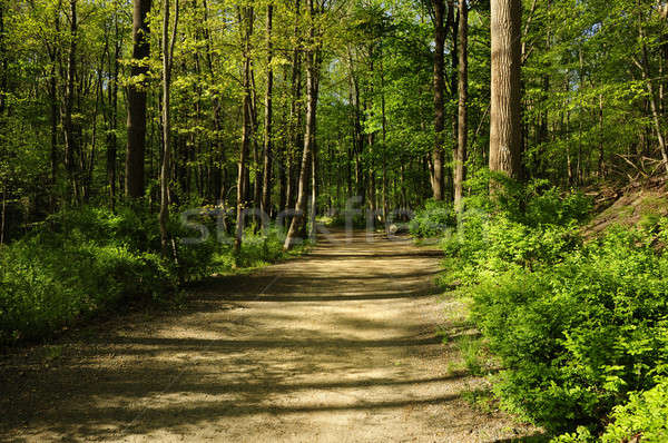 Stock photo: Hiking path through a forest