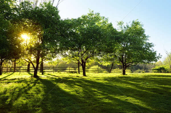 Sun Shining through Trees Stock photo © Balefire9