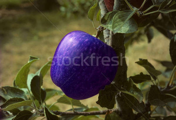  Blue apple on a tree Stock photo © Balefire9