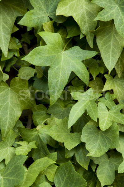 Lierre mur mur de briques vertical texture nature [[stock_photo]] © Balefire9