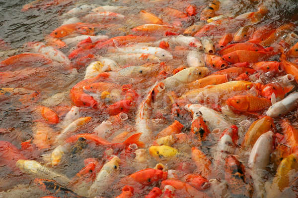 Koi peşte apă grădină lac roşu Imagine de stoc © Bananna