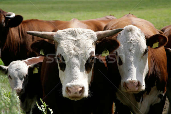 cow family Stock photo © Bananna