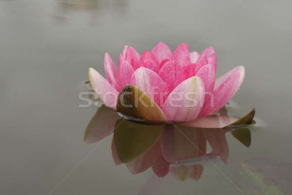 Acqua giglio fiore rosa natura foglia Foto d'archivio © Bananna