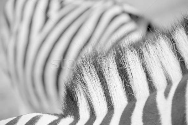 Zebra natureza fundo África preto branco Foto stock © Bananna