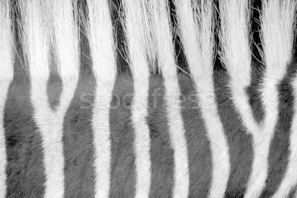 Zebra natuur achtergrond afrika zwarte behang Stockfoto © Bananna