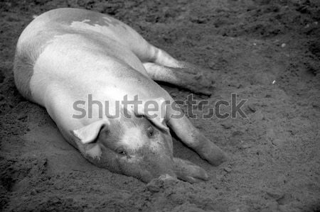 dirty pig Stock photo © Bananna