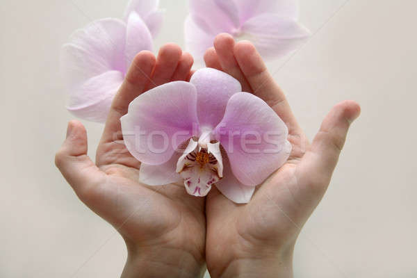 Orquídea tenro tocar flor amor Foto stock © Bananna