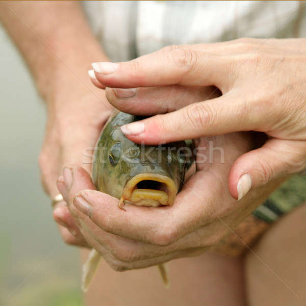 Ryb ręce wody człowiek Zdjęcia stock © Bananna
