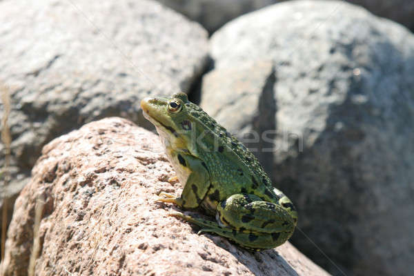 Verde sapo deserto saltar pedra animal Foto stock © Bananna