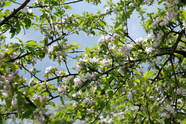 Macieira flores céu textura primavera jardim Foto stock © Bananna