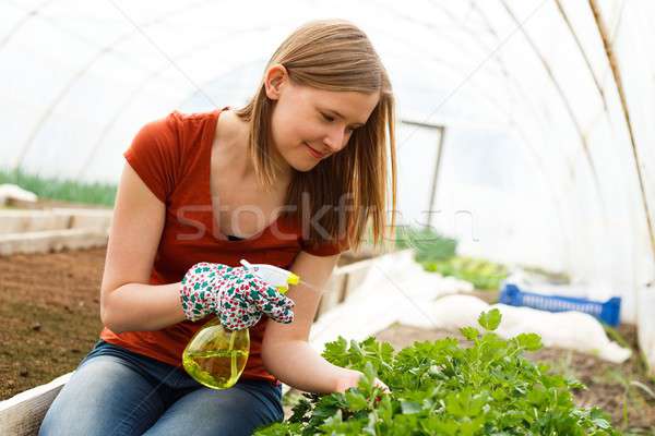 Gardening Work at the Glasshouse Stock photo © barabasa