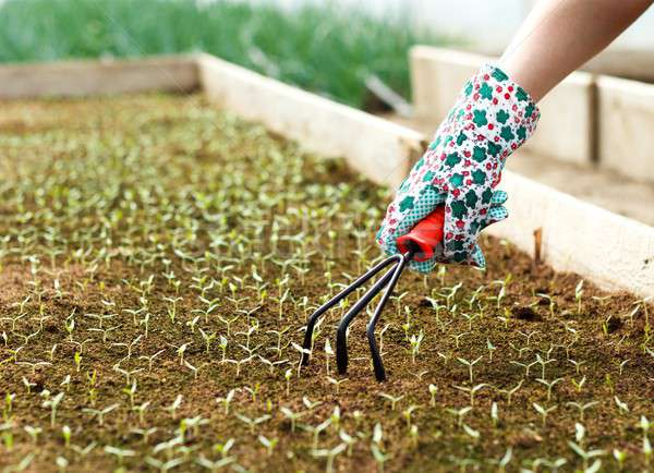 Plántulas jardinería pequeño rastrillo mujer de trabajo Foto stock © barabasa