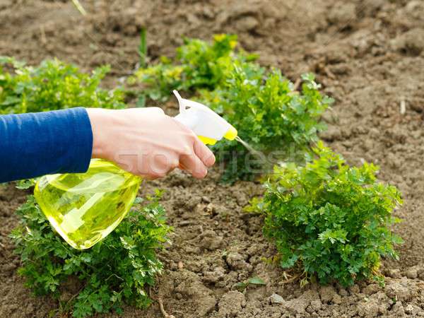 Parsley Watering Stock photo © barabasa