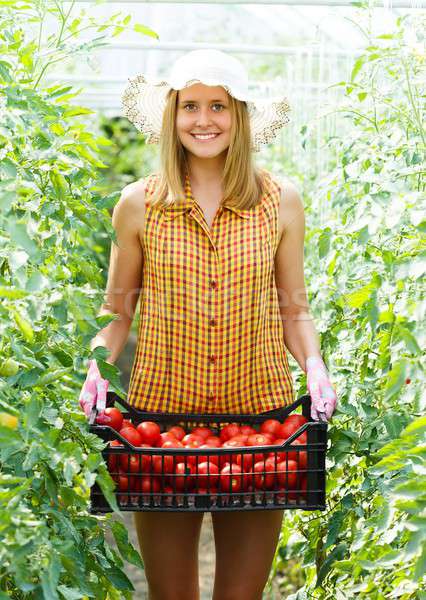 Rich Tomato Harvest Stock photo © barabasa
