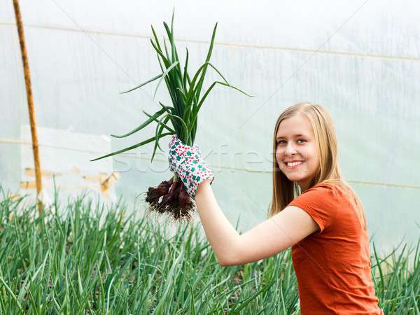 Glasshouse Onion Culture Stock photo © barabasa