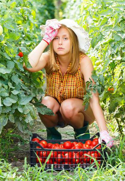 Müde Gartenarbeit erschöpft Ernte Tomaten Stock foto © barabasa