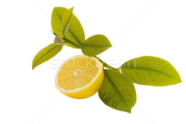 Geschnitten Zitrone isoliert Immunsystem Blatt Obst Stock foto © barabasa