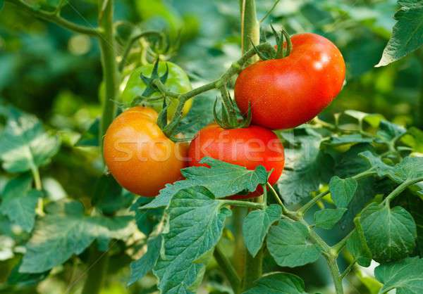 Foto stock: Maduro · saudável · tomates · bio · ramo · pronto