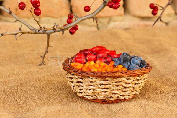 Berry frutti medicina alternativa mare anca frutta Foto d'archivio © barabasa