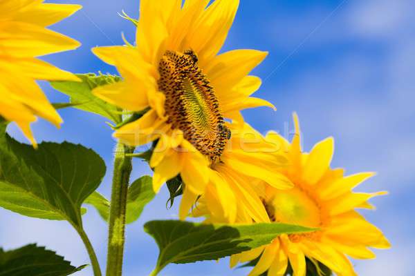 Pyłek pracy miodu słoneczniki zdrowych pływające Zdjęcia stock © barabasa