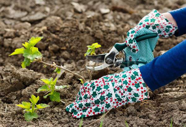 Trauben Stengel Gartenarbeit Schneiden Hand Sonne Stock foto © barabasa