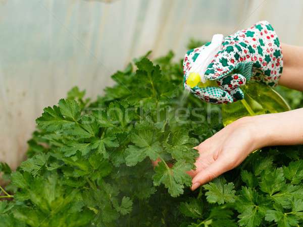 Parsley Bush Watering Stock photo © barabasa
