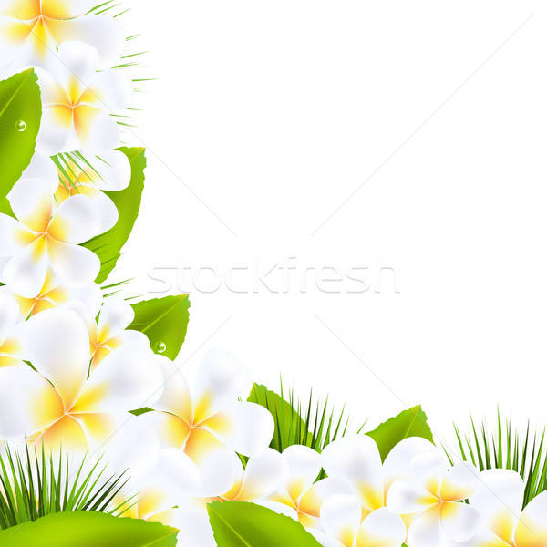 Frangipani Flowers Borders With Leaf Stock photo © barbaliss