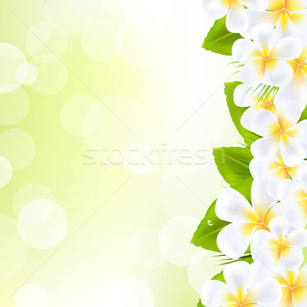 çiçekler yaprak bitki beyaz tatil buket Stok fotoğraf © barbaliss