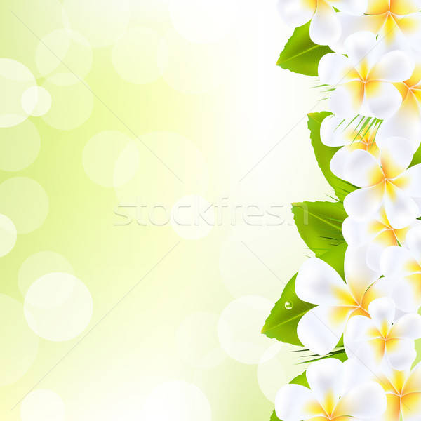 Frangipani Flowers With Leaf Stock photo © barbaliss