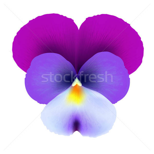 Pansies Stock photo © barbaliss