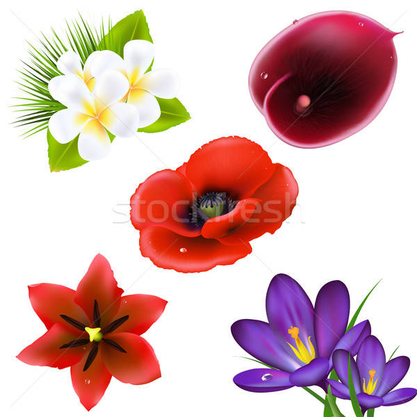 Set Of Realistic Flowers Stock photo © barbaliss