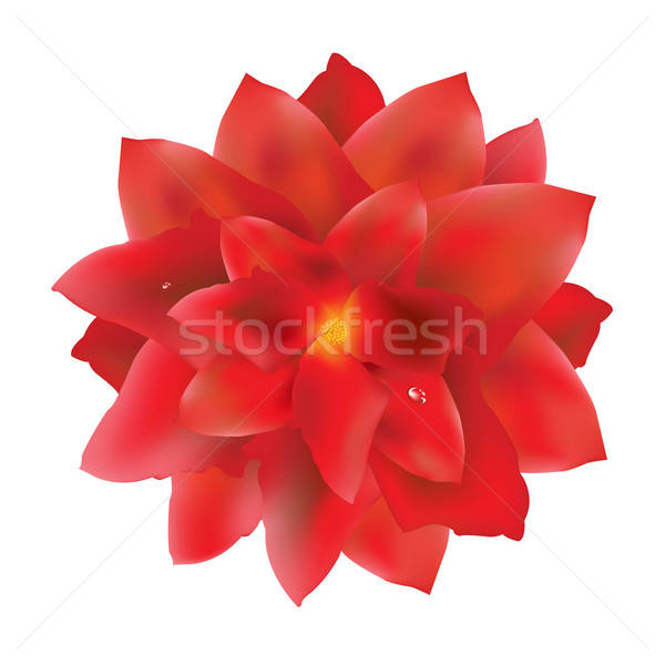 Red Flower With Water Drops Stock photo © barbaliss