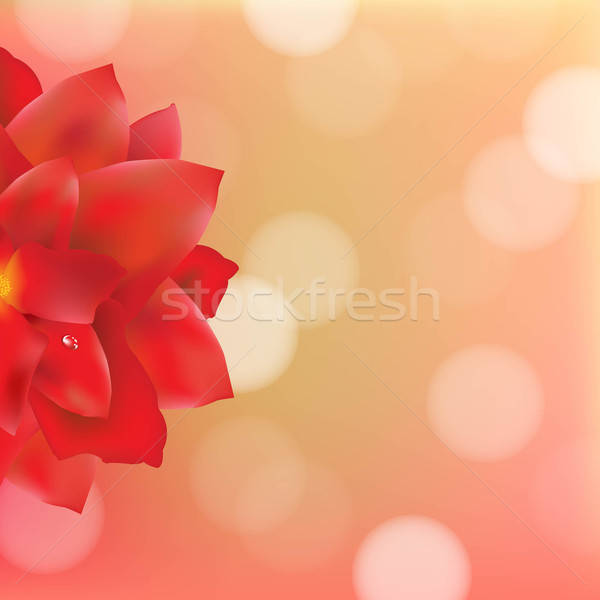 Red Flower With Water Drops Bokeh Stock photo © barbaliss
