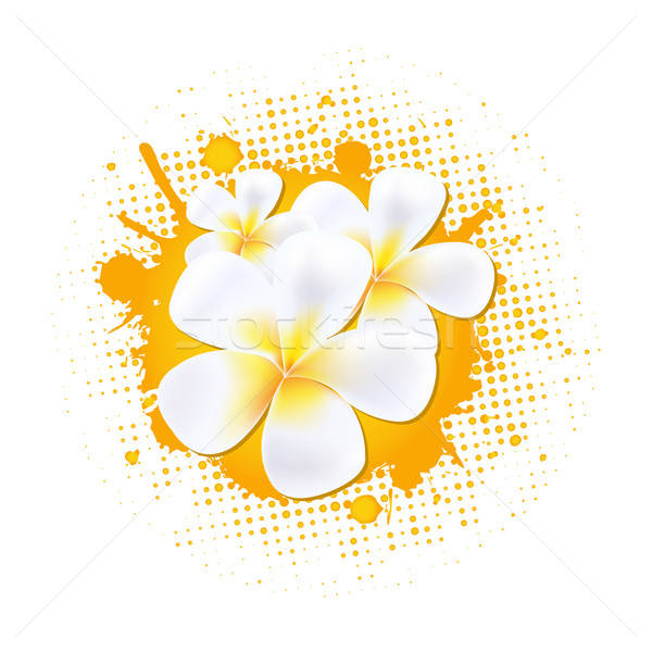 Flower Background With Frangipani Stock photo © barbaliss