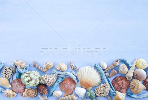 Variety of sea shells Stock photo © BarbaraNeveu