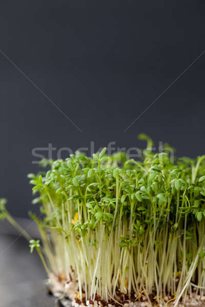Growing cress seedlings Stock photo © BarbaraNeveu