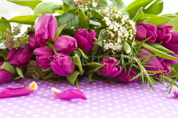 Fresh purple tulips Stock photo © BarbaraNeveu