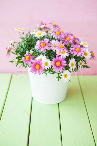 [[stock_photo]]: Coloré · marguerites · blanche · pot · vert · printemps