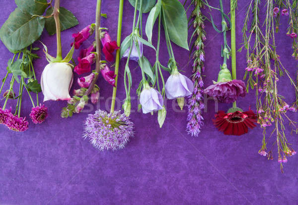 Variedad frescos flores púrpura aumentó cumpleanos Foto stock © BarbaraNeveu